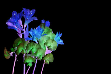 Digitally enhanced flowers glowing in vibrant purple and green hues on black background. Night garden aesthetic with surreal contrast. Copy space