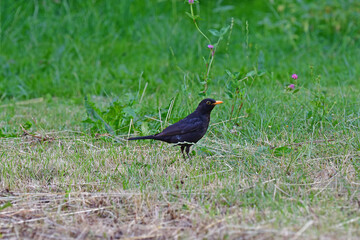 Obraz premium blackbird in a German garden in summer