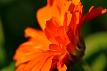 marigold, medicinal herb with flower