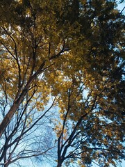 Golden Sunlight Through Autumn Trees from Below View