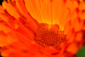 marigold, medicinal herb with flower