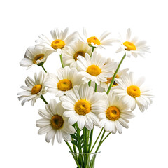 Fototapeta premium Fresh daisy bouquet with white petals and yellow centers, blooming chamomile flowers in a glass vase, spring floral arrangement on white background