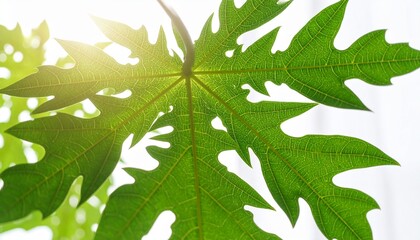 Backlit Green Papaya Leaf with Vein Detail and Soft Sunlight
