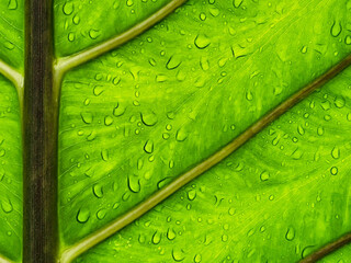 green leaf with water drops