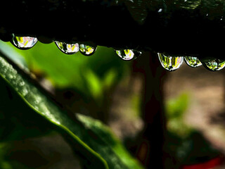 rain drops on a leaf