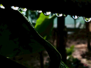 rain drops on a leaf