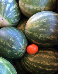 Lone tomato amidst large watermelons
