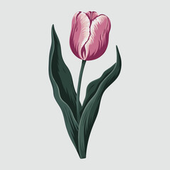 Pink Tulip Flower Illustration &ndash; Elegant Floral Vector Clipart