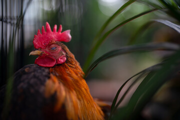 Close-Up Portrait of a Serama Rooster