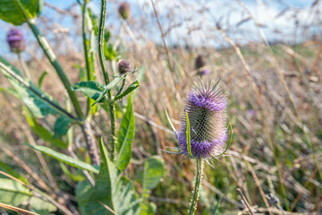 Partially faded flower head of a wild teasel plant growing in a field margin next to a large field...