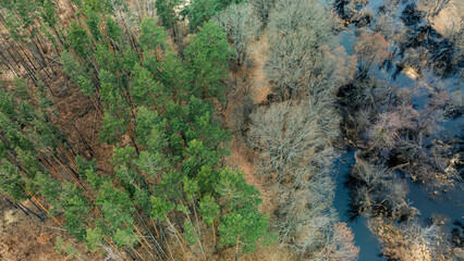 evergreen pine forest and black dirty water swamp landscape aerial top view drone photography depressive nature moody environment space from above