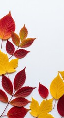 Fototapeta premium Autumn Leaves Arrangement on White Background