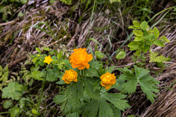Siberian globeflower, Trollius asiaticus , bright orange wildflowers flowers blooming in their natural habitat surrounded by lush green leaves and vegetation