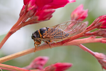 Cigale noire, grise et jaune orange. Insecte cigale du sud de la France et de Corse en fin de journée en été posée sur la branche d'un laurier fleurs fuchsia.