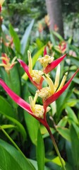 Obraz premium Vibrant Tropical Flower Amidst Lush Green Foliage in a Garden Setting