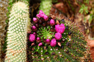 a stunning macro view of vibrant pink cactus flowers and spines
