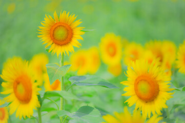 夏の畑に咲くひまわりの花