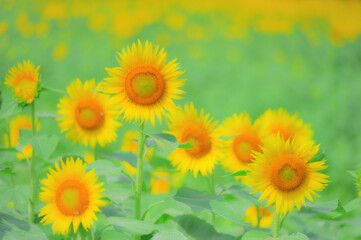 夏の畑に咲くひまわりの花