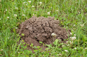 a freshly dug molehill, made by Talpa europaea, in a green grassy field