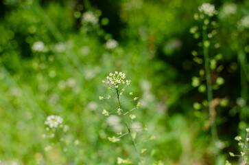 春の陽射しに輝くナズナの花
