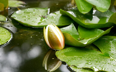 a fresh green water lily bud emerges surrounded by lily pads on a pond