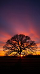 Majestic Oak Silhouetted Against a Vibrant Sunset