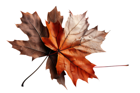 Autumn maple leaf, changing colors.