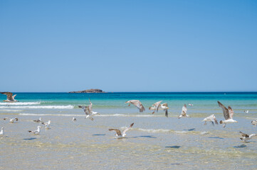 Close-up of birds on sand at beach, Galicia, Spain