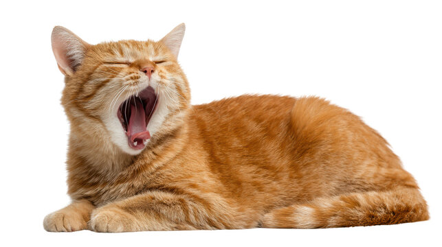 Ginger cat yawning while lying down on a white isolated background. - Powered by Adobe