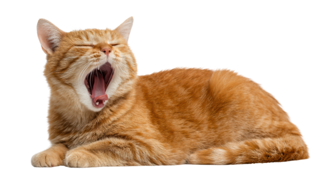 Ginger cat yawning while lying down on a white isolated background.