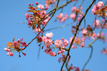 Kirschblüte