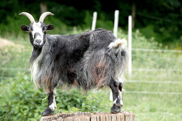 a shaggy male goat stands proudly on a wooden stump in a field