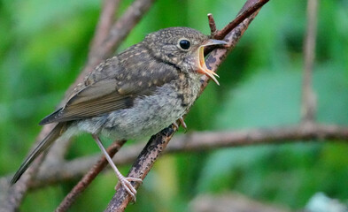 a tiny european wren, Troglodytes troglodytes, chirping on a thin branch