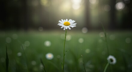 A single white daisy stands tall in a lush green meadow, bathed in soft sunlight, creating a serene and peaceful scene.