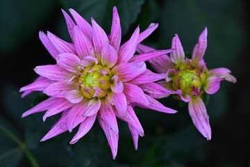 Cherry cake Dahlia, in July, 2025.