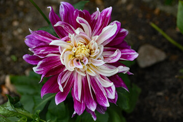 Purple Explosion Dahlia, flowering in July, 2025.
