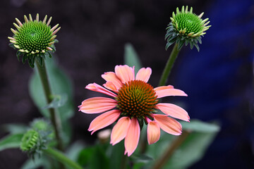 Echinacea flowering in July, 2025.