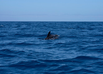 Pilot Whale Mother with Calf Swimming in the Atlantic Ocean, Tenerife South