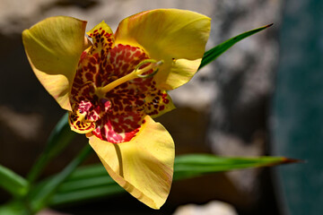 Yellow Tigridia Pavonia bloom, in July, 2025.