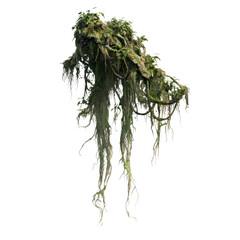 abandoned forest vines with rough bark and aged texture isolated on transparent background