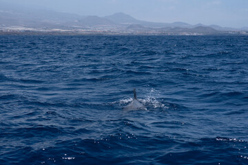 Pilot Whale Swimming in the Atlantic Ocean off Tenerife South