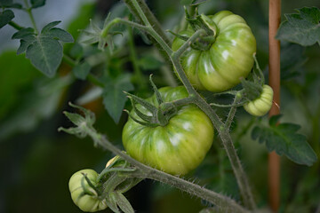 Costoluto Fiorentino tomato truss, growing in July, 2025.