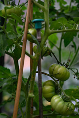 Costoluto Fiorentino tomato trusses, growing in July, 2025.