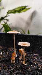 Small Mushrooms Growing in Indoor Pot with Leafy Background