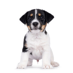 Cute and sweet Jack Russell dog puppy, standing up clumpsy facing front. Looking towards camera. Isolated on a white background.