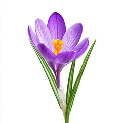 Fototapeta premium spring crocus flowers