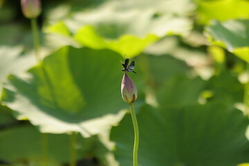 dragonfly on lotus