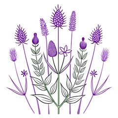 Elegant linear illustration of thistle and lavender flowers with delicate stems