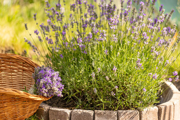 Bouquet of freshly harvested lavender