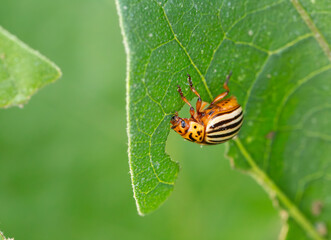 Colorado potato beetle
